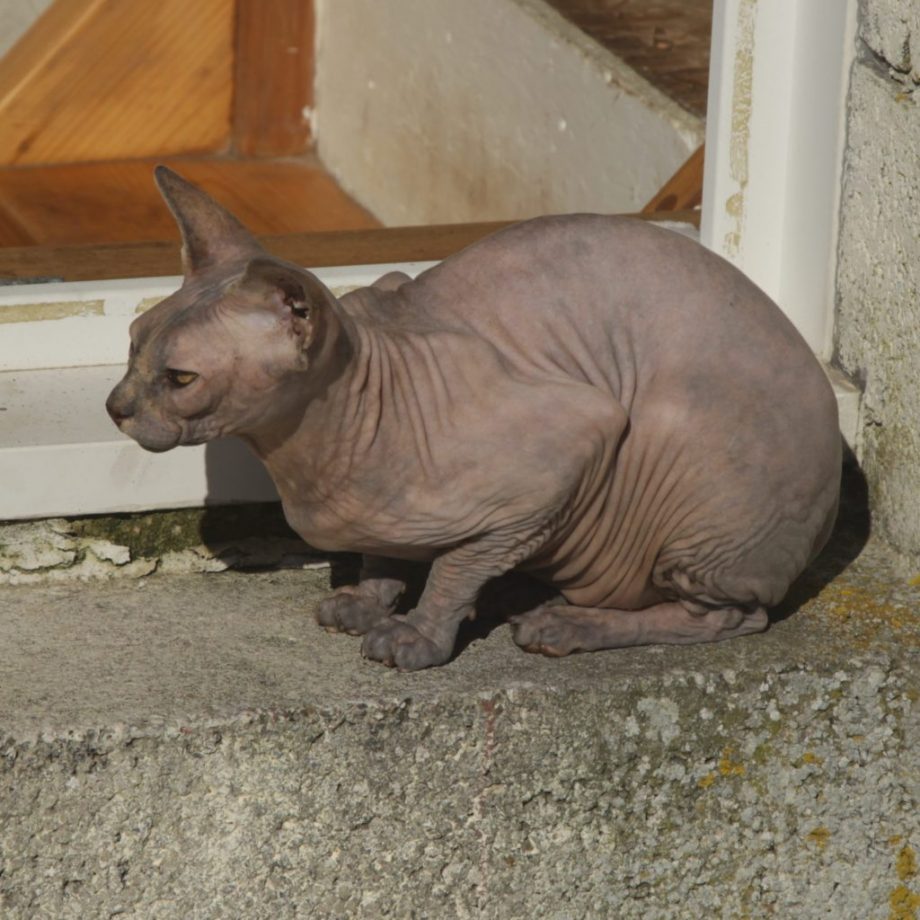 Pixie in the Out