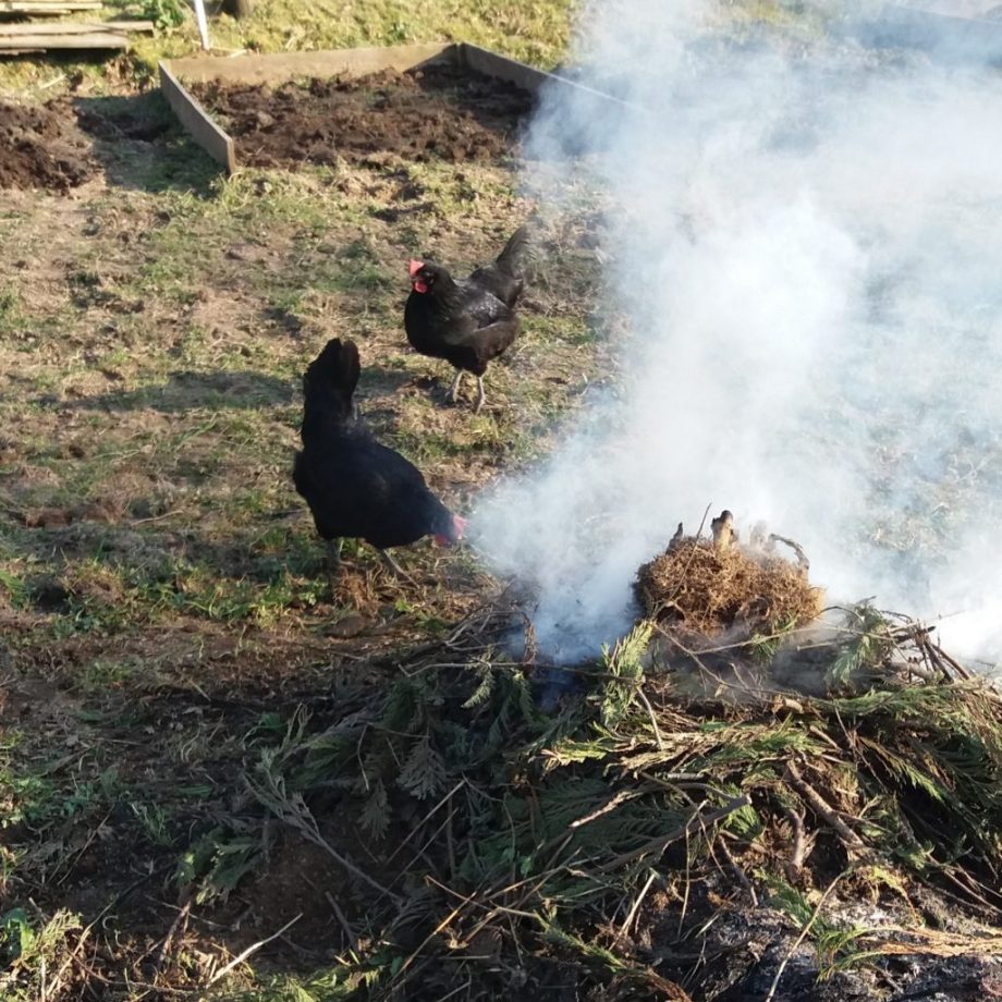 Smokey Chicken