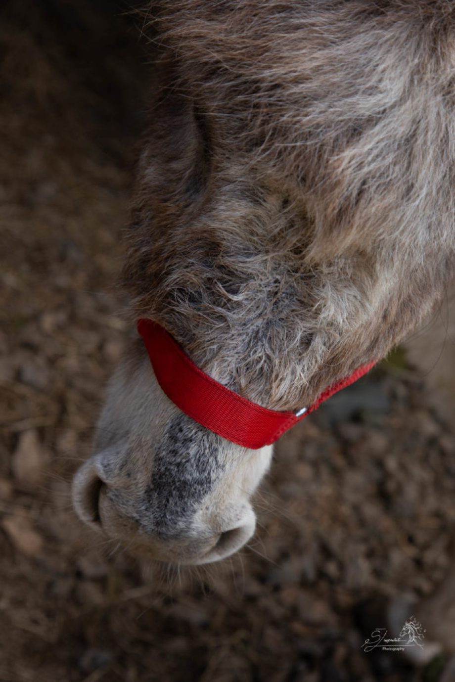 Timmy Nose