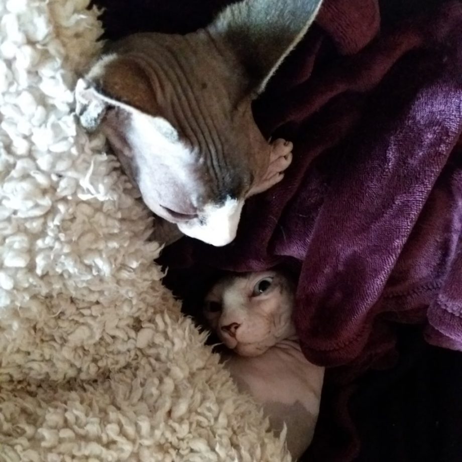 stinkeye