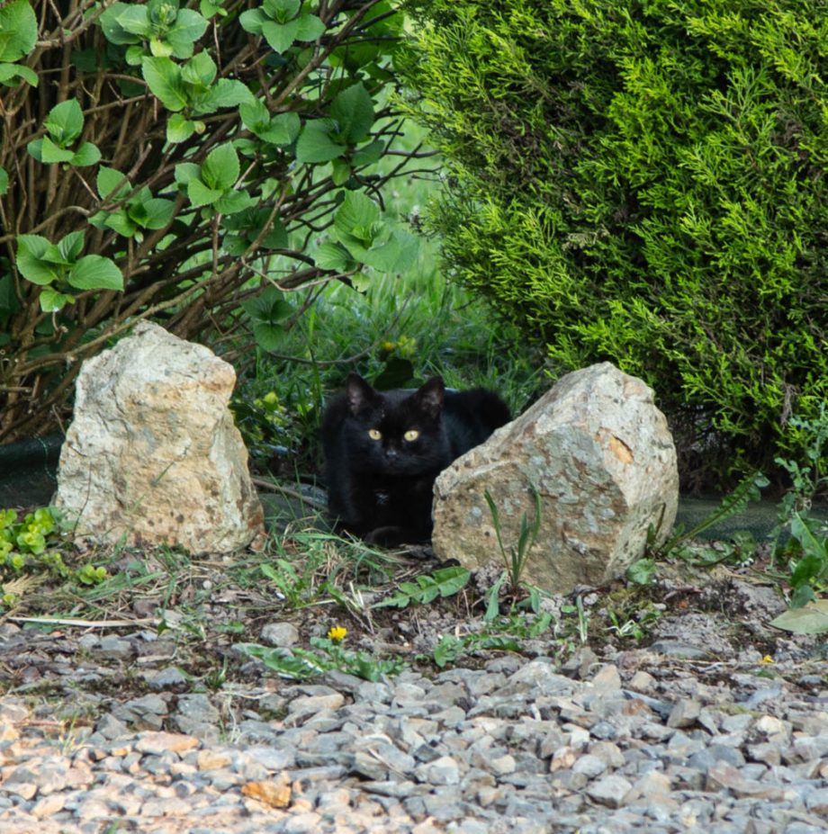 Yellow Eyes