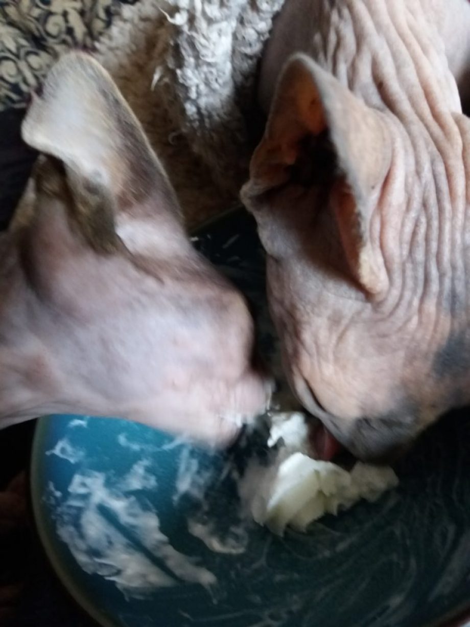 Squirty Cream Fest