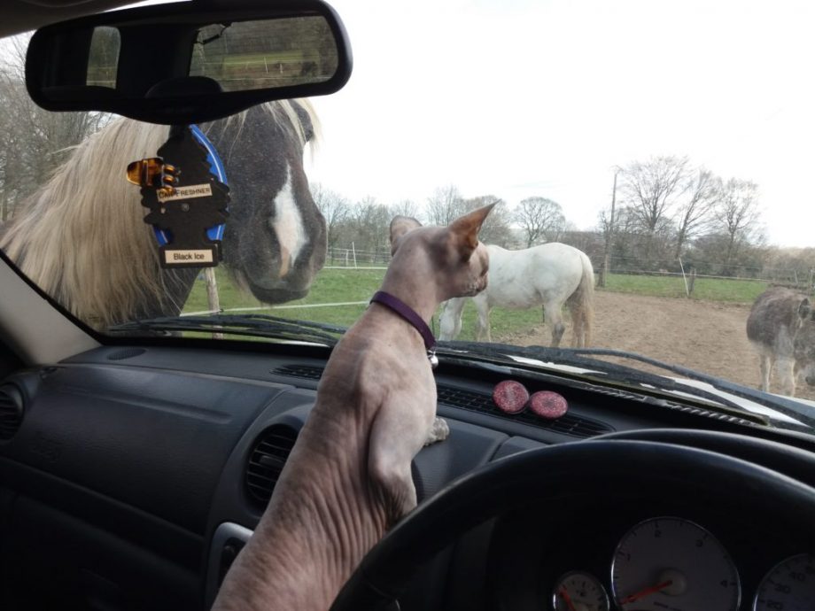 Co-Pilot